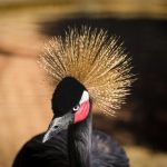 Making the Most of Free Shipping Minimums