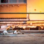 What to Expect When Building from the Ground Up