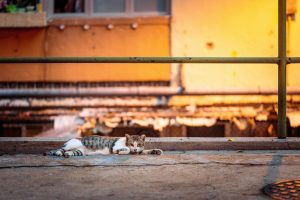 What to Expect When Building from the Ground Up